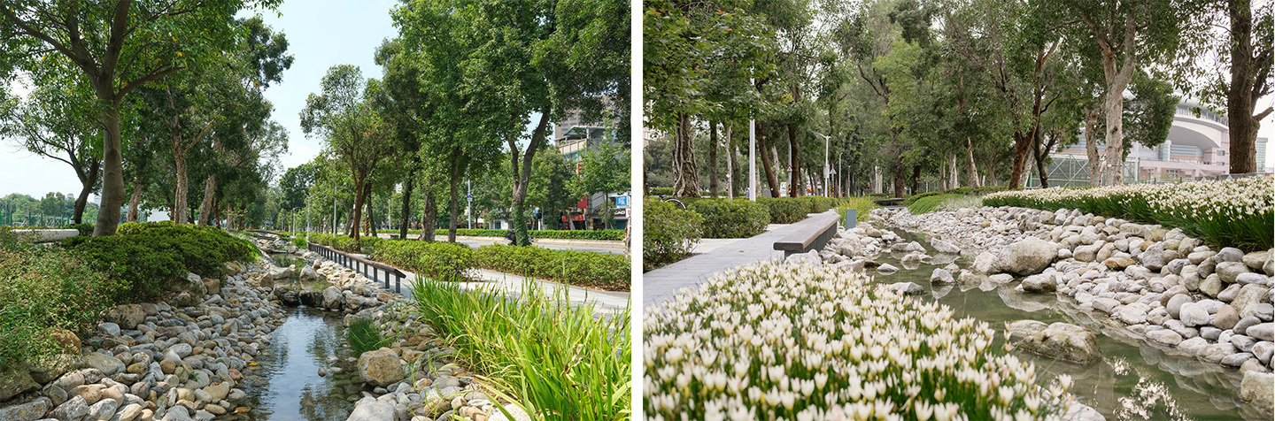 台大新生南路三段,步行環境改善後以過去堀川兩岸垂柳綠意為意象,保留老樹,營造多樣的駐留體驗 ( 照片來源:經典工程顧問公司)